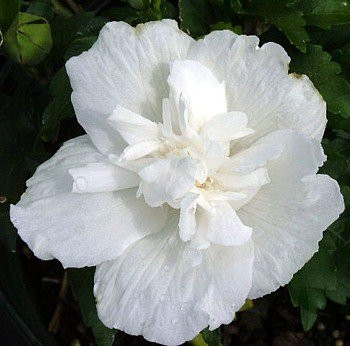 White Chiffon™ Hibiscus syriacus 'Notwoodtwo' - Rose of Sharon